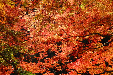 鎌北湖の紅葉の風景37