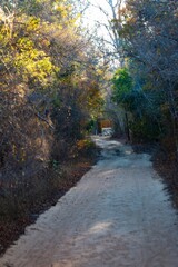 Obraz premium Dusty Dirt Road Winding Through a Deciduous Forest, Kirindy, Madagascar