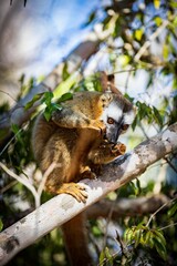 Obraz premium Brown Lemur Resting on a Tree Branch in Kirindy Forest, Madagascar