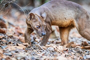 A Fossa in Natural Habitat Among Dry Leaves and Trees, Kirindy Mitea National Park, Madagascar