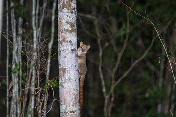 Tiny Mouse Lemur Climbing a Tree Trunk at Night, Kirindy Forest, Madagascar © Bossa Art