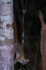 Obraz premium Tiny Mouse Lemur Climbing a Tree Trunk at Night, Kirindy Forest, Madagascar