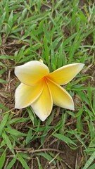 Fototapeta premium beautiful frangipani