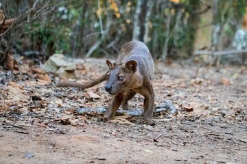 Fossa in Natural Habitat Among Dry Leaves and Trees, Kirindy Mitea National Park, Madagascar