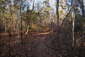 Fototapeta premium Serene Forest Pathway Through the Autumn Woods, Kirindy Forest, Madagascar
