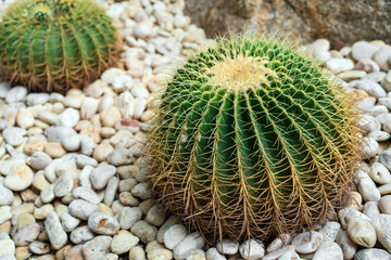 closeup cactus and group of small round cacti plant to many on white pebble in natural garden and cactus trees farm to sharp thorns for desert tree gardening and fresh green nature or home decor