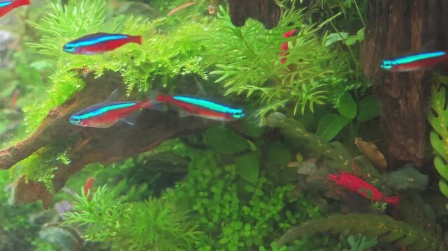 fish tank with crayfish