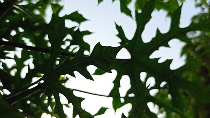 iodine plant leaves
