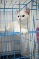 Obraz premium cat in cage