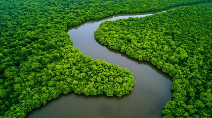 Aerial View Lush Green Mangrove Forest River - Aerial Photography