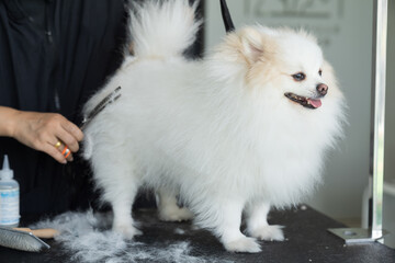 Fototapeta premium Dog grooming concept, cuts and shaves cat in pet beauty salon services. Cleaning dog nails. Dog grooming salon with veterinarian