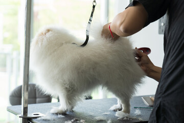 Dog grooming concept, cuts and shaves cat in pet beauty salon services. Cleaning dog nails. Dog...