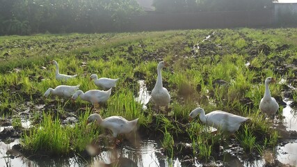 goose farm in the rice fields © Sulhanul