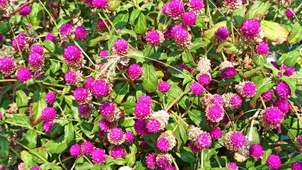 Obraz premium Gomphrena globosa in the garden