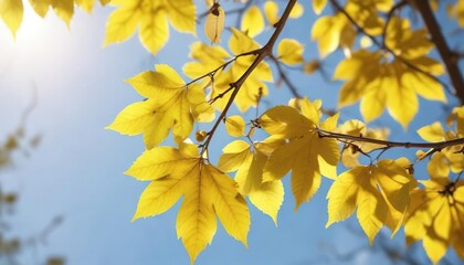 Fototapeta premium Shiny yellow leaves on a sunny branch in macro, shiny yellow, leaves