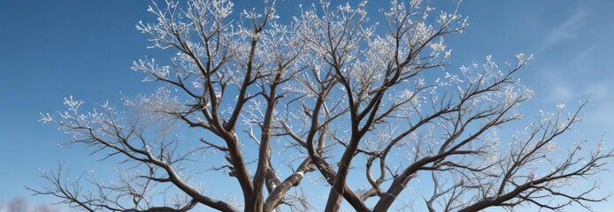 Obraz premium Snowflakes gently falling from the branches of a bare tree in front of a clear blue sky, snowy landscape, frosty, snow