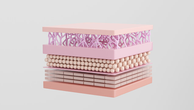 Skin and elastin layers. 3D rendering.