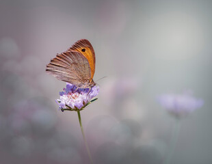 Papillon de Provence, Myrtil, Alpes de Haute Provence, France
