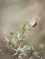 Papillon de Provence, Vanesse des chardons, France