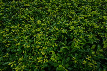 green leaves background in the garden 