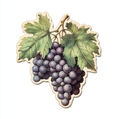 Fototapeta premium Vintage scrapbook style collage paper sticker cutout of a grapevine leaf on white background.