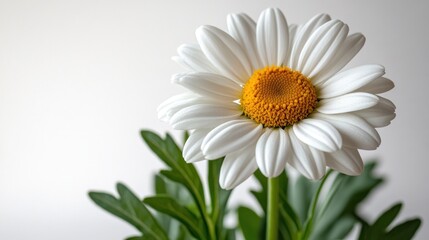 Fototapeta premium Single white daisy with yellow center and green leaves against a white background.