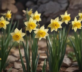Fototapeta premium Dainty daffodil stems swaying gently in the breeze, floral details, yellow flowers, wind-blown flowers