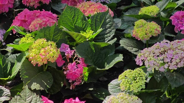 blossom hydrangea flowers in garden