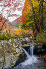 くらがり渓谷の渓流と紅葉（愛知県岡崎市）