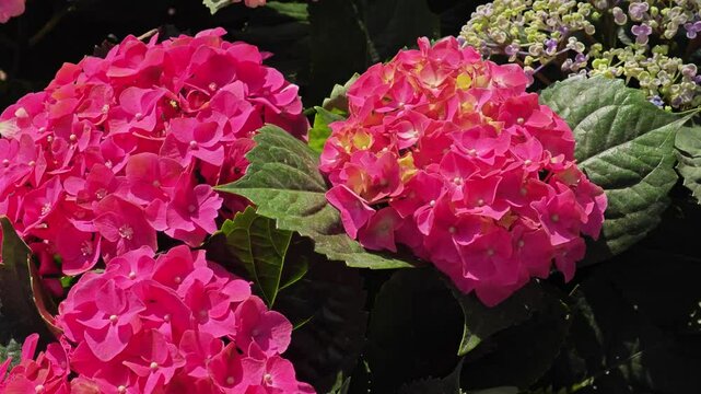 blossom hydrangea flowers in garden