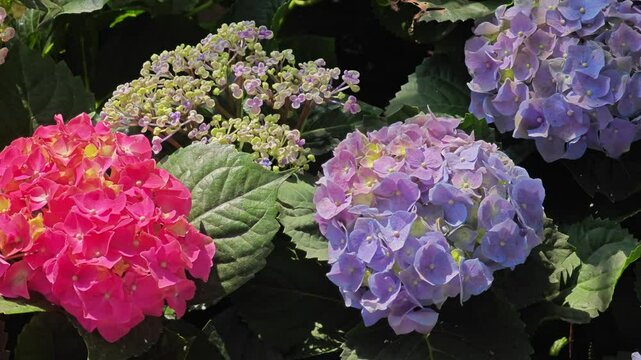 blossom hydrangea flowers in garden