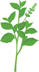Obraz premium Holy Basil Plant Vector Illustration.