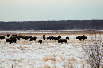 Buffalo roaming the plains in Elk Island National Park, outside of Edmonton, on a cold winter day