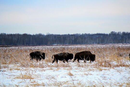 Buffalo roaming the plains in Elk Island National Park, outside of Edmonton, on a cold winter day