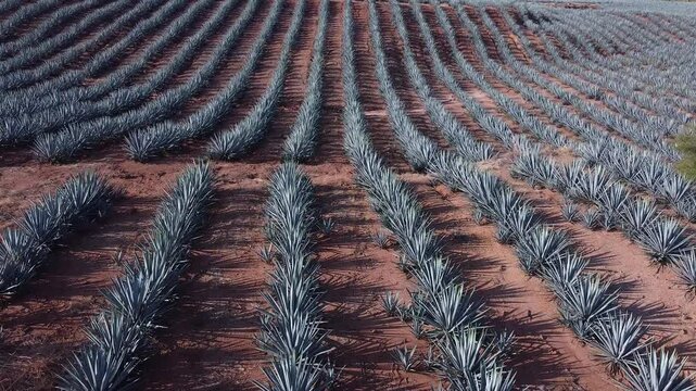 Vista de campo de agave azul en el paisaje agavero en tequila jalisco m&eacute;xico
