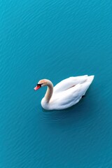 Fototapeta premium Serene Swan Gliding Gracefully on Calm Blue Water Background