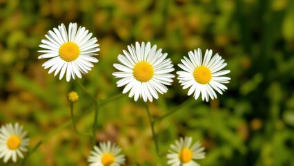 Fototapeta premium Charming White Daisy Bouquet: Perfect for Spring Decor, Garden Enthusiasts, and Nature Lovers