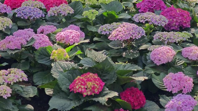 blossom hydrangea flowers in garden