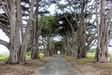 A view of the famous Monterey cypress tree tunnel, leading to a historic radio station, in Point Reyes National Seashore. So majestic