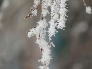 frost on branches