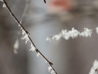 frost on a tree