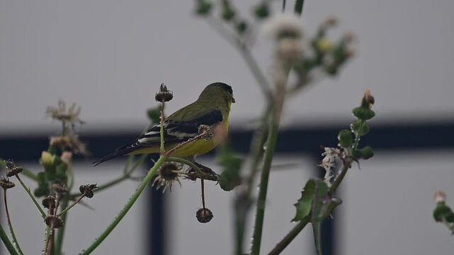 American Goldfinch aka Spinus tristis feeding on seeds directly by ripper of  flowers in the wild
