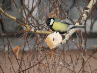 Fototapeta premium titmouse on a branch
