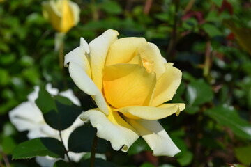 Yellow rose in the park