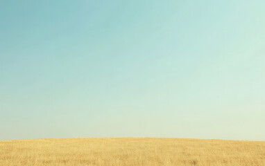 Fototapeta premium Golden fields under a clear blue sky during a sunny day in rural landscape