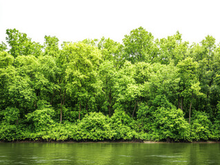Lush green forest reflecting in a calm river under a bright sky during midday