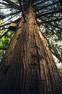 a tall tree in the middle of the rainforest on the Pacific coast on a sunny day in Tofino