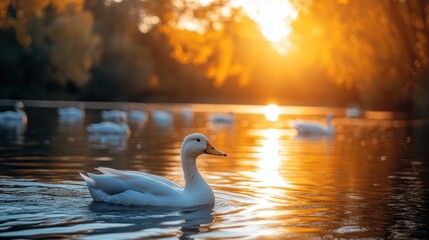 Fototapeta premium White duck swimming in sunset lake.
