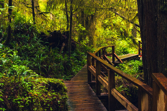 Wet boardwalk staircase in the middle of the rainforest on the Pacific coast on a rainy day