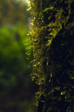 A tree trunk covered in wet moss with droplets of rain in the Pacific coast